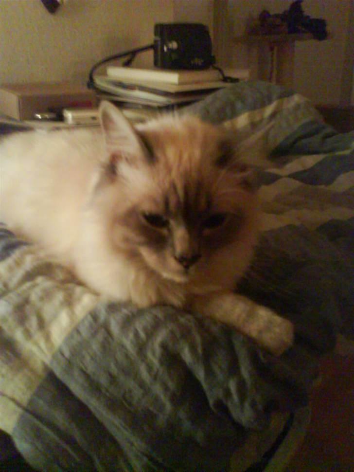 Hellig Birma Baloo - :) billede 8