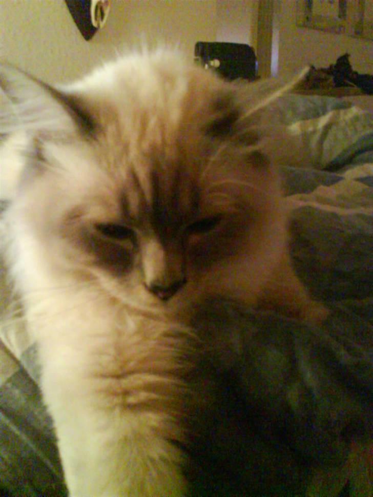 Hellig Birma Baloo - Det er skønt .. billede 9