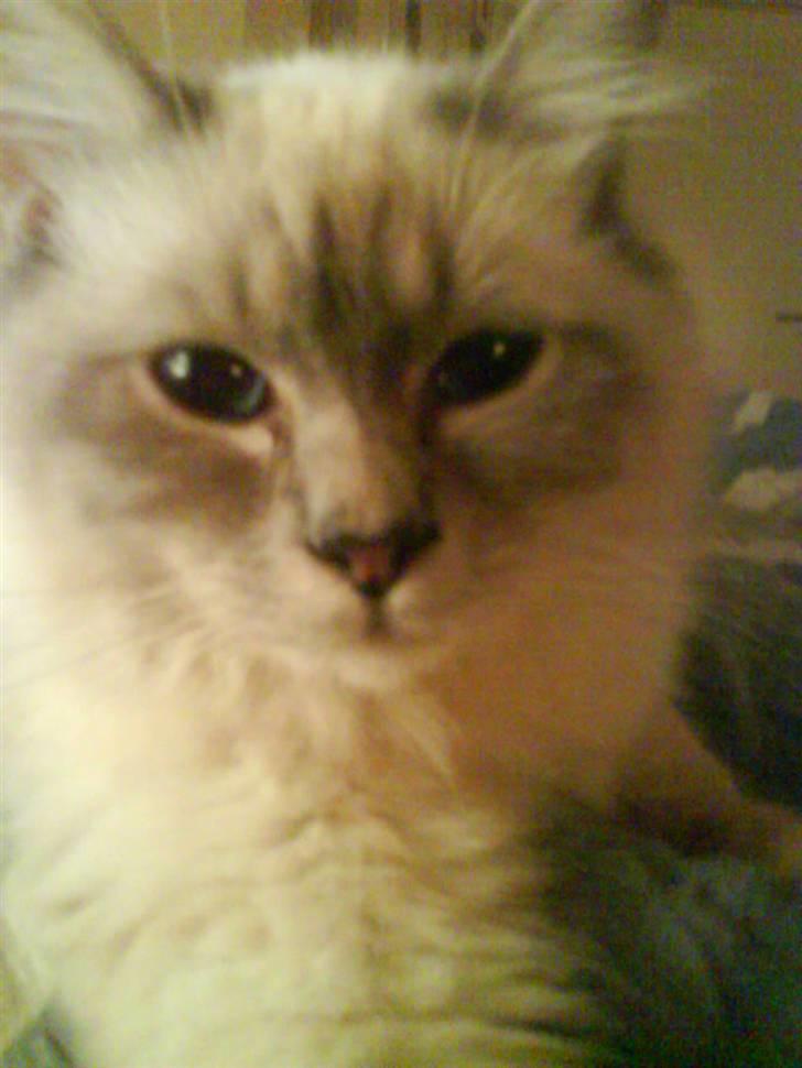 Hellig Birma Baloo - Lækker ? elller bare Lækker) billede 10