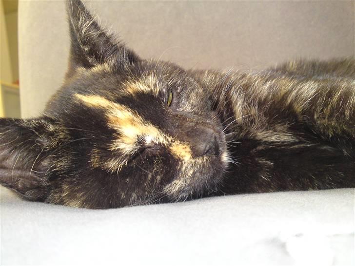 Huskat lilli billede 3