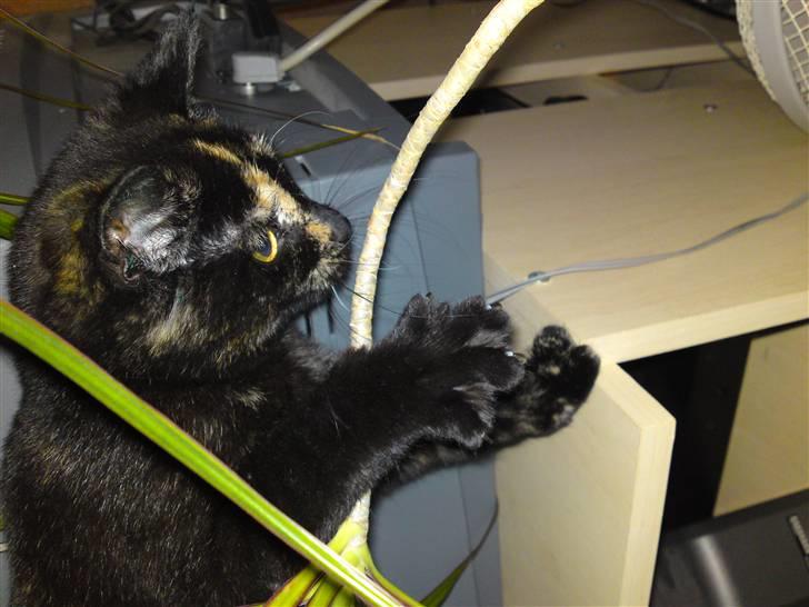 Huskat lilli billede 4