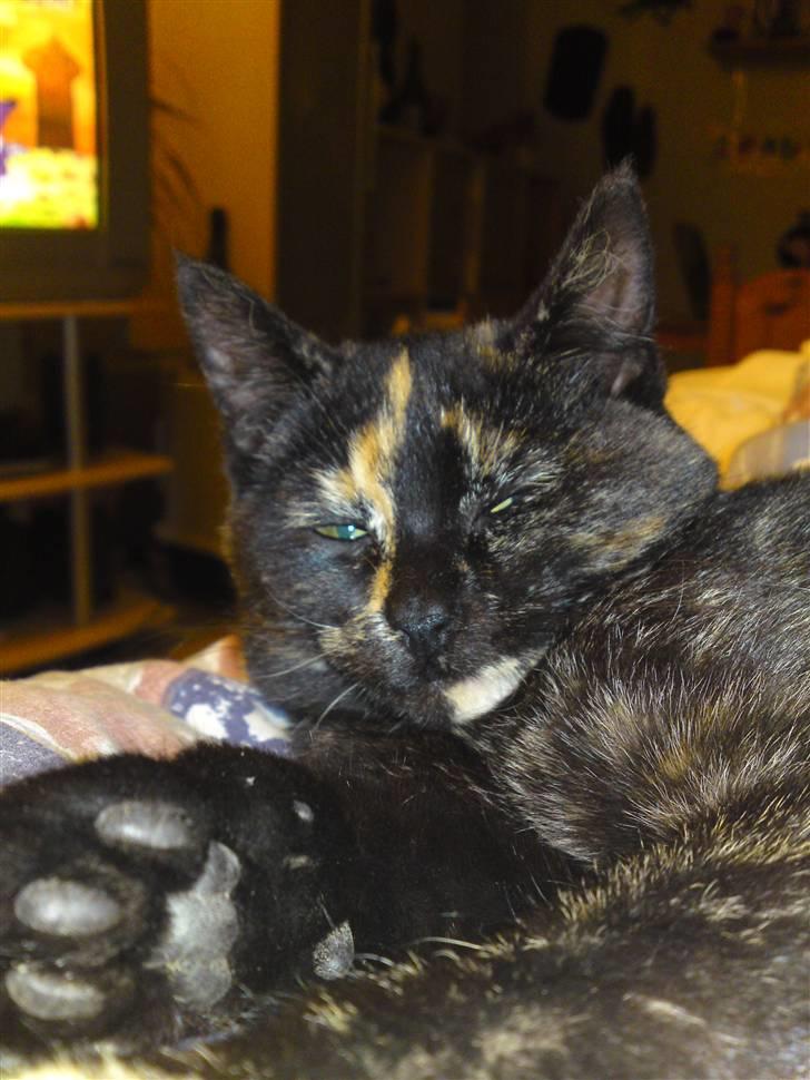 Huskat lilli billede 5