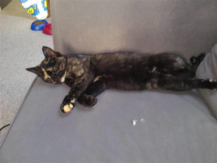 Huskat lilli billede 6