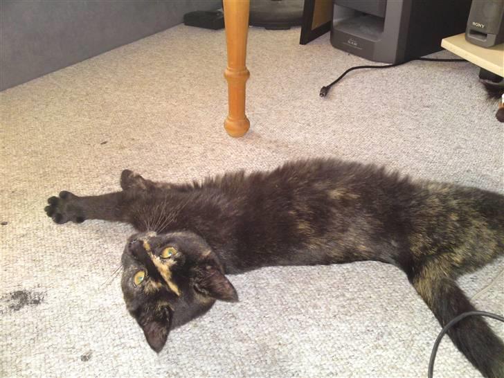 Huskat lilli billede 7