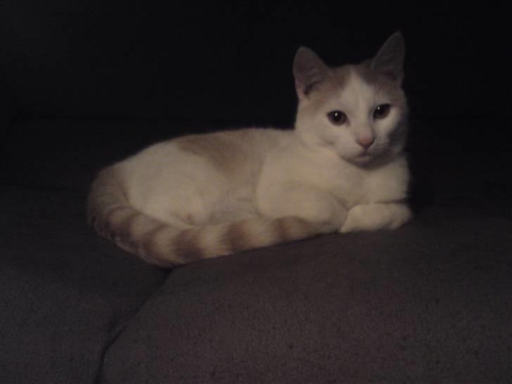 Huskat Tut billede 9