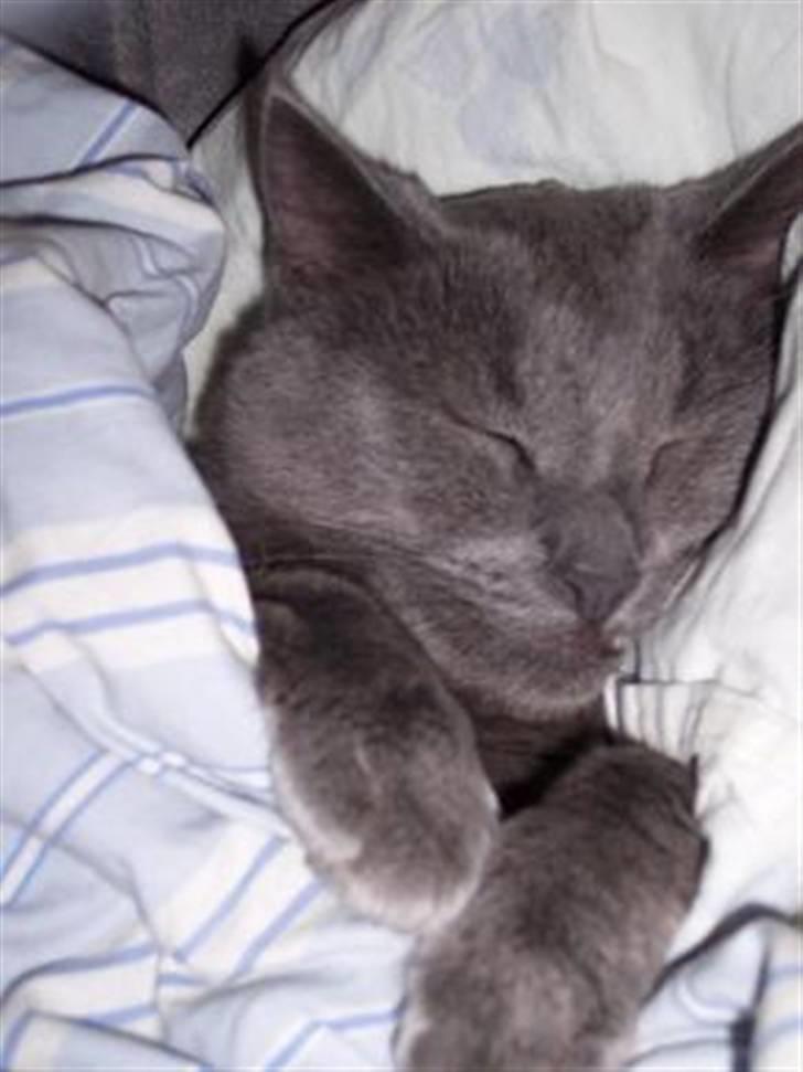 Huskat Whisky R.I.P. - Så kender man Whisky... I sin mors seng med dyne. billede 1