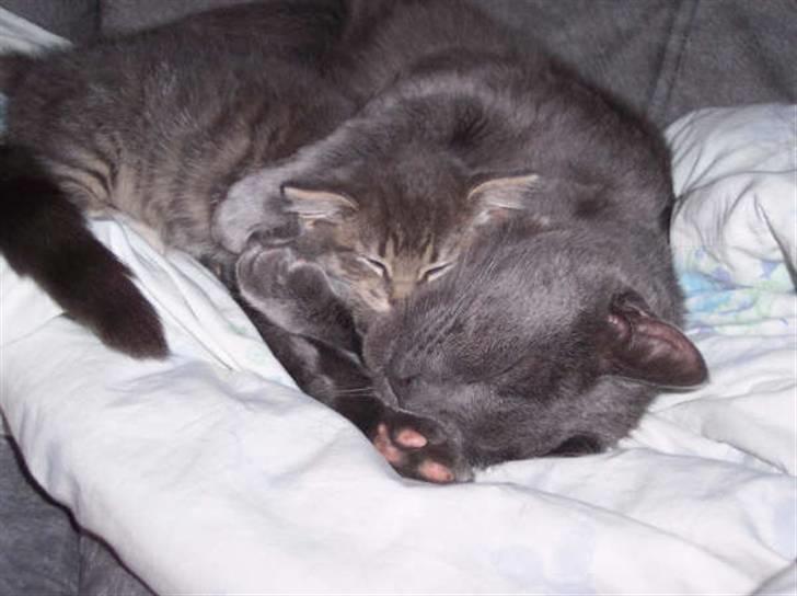 Huskat Whisky R.I.P. - Nyankommen ´lillesøster´ har sneget sig ind i ´brormands´ arme uden han opdagede det.. billede 2