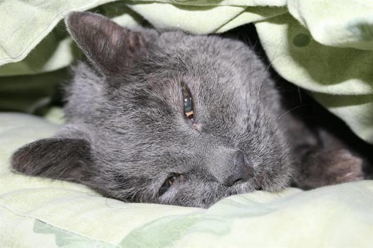 Huskat Whisky R.I.P. - Whisky-mis med dyne... Ahh, det kan man li´! billede 3