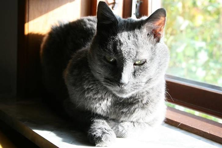 Huskat Whisky R.I.P. - Skønt at ligge i vindueskarmen og nyde solen. billede 4