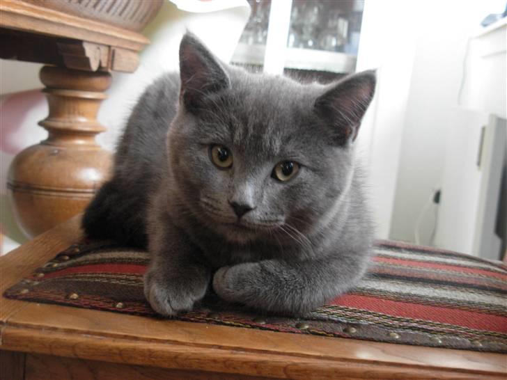 Blanding af racer pjevs billede 2