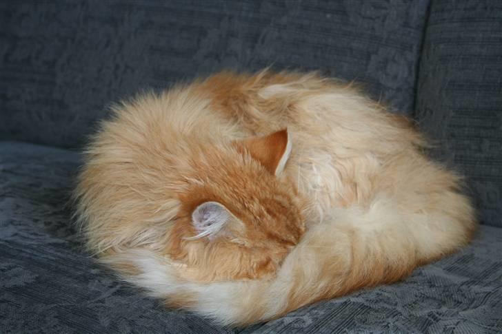 Blanding af racer Mozart-Far til 8. billede 12