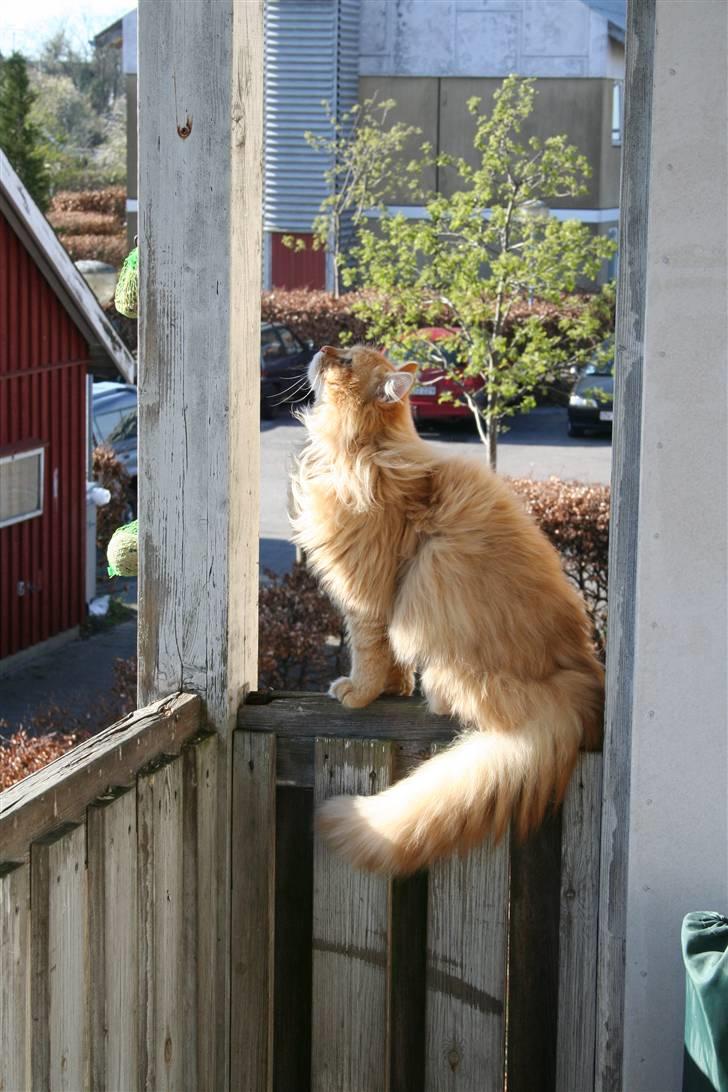 Blanding af racer Mozart-Far til 8. billede 13