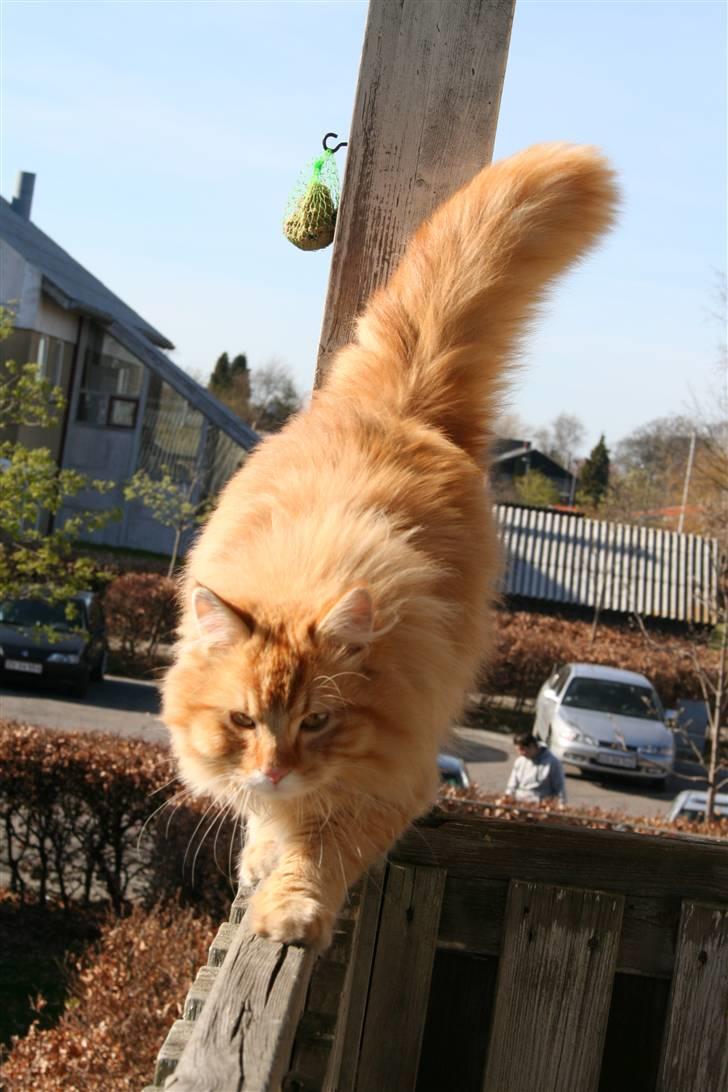 Blanding af racer Mozart-Far til 8. billede 14