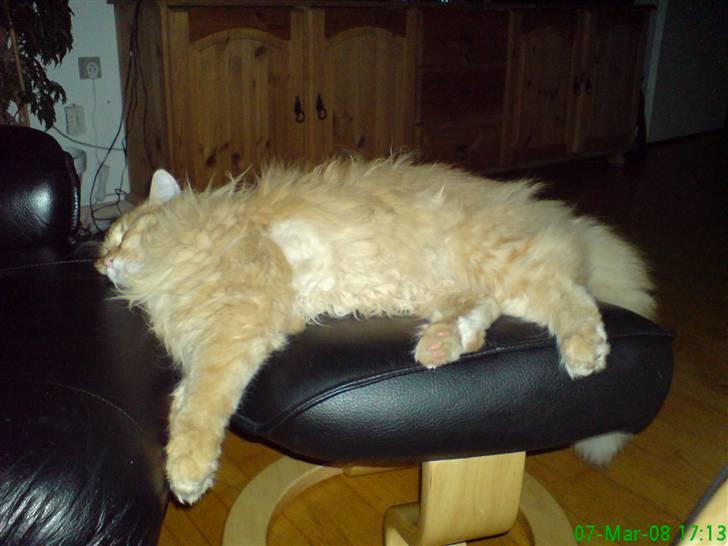 Blanding af racer Mozart-Far til 8. billede 15