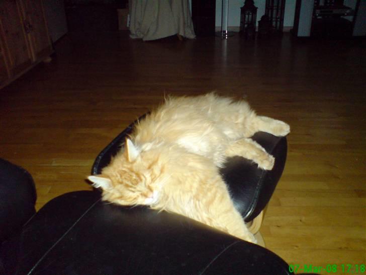 Blanding af racer Mozart-Far til 8. billede 16