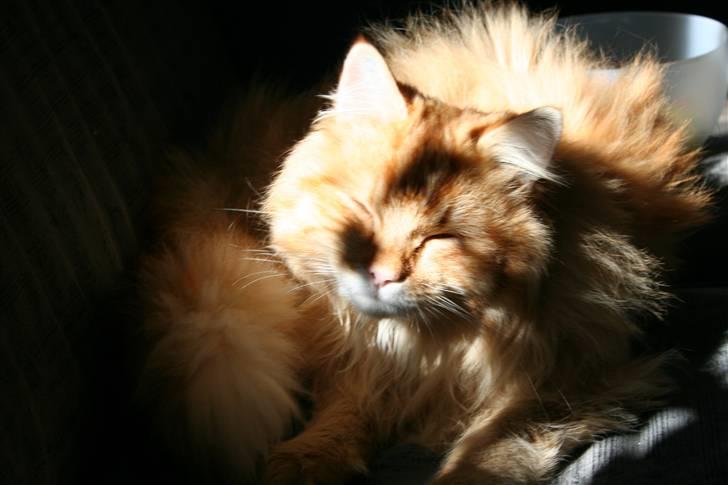 Blanding af racer Mozart-Far til 8. billede 17