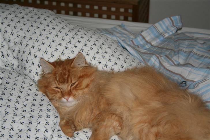 Blanding af racer Mozart-Far til 8. billede 18