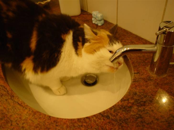 Blanding af racer Bella billede 9