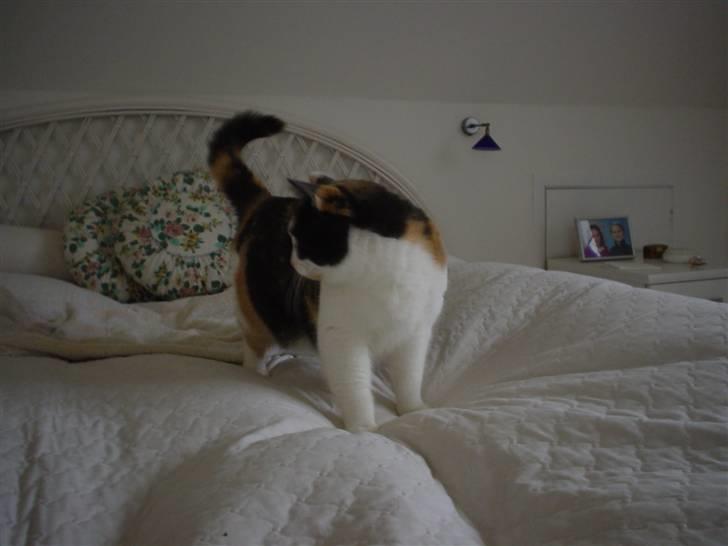 Blanding af racer Bella billede 10