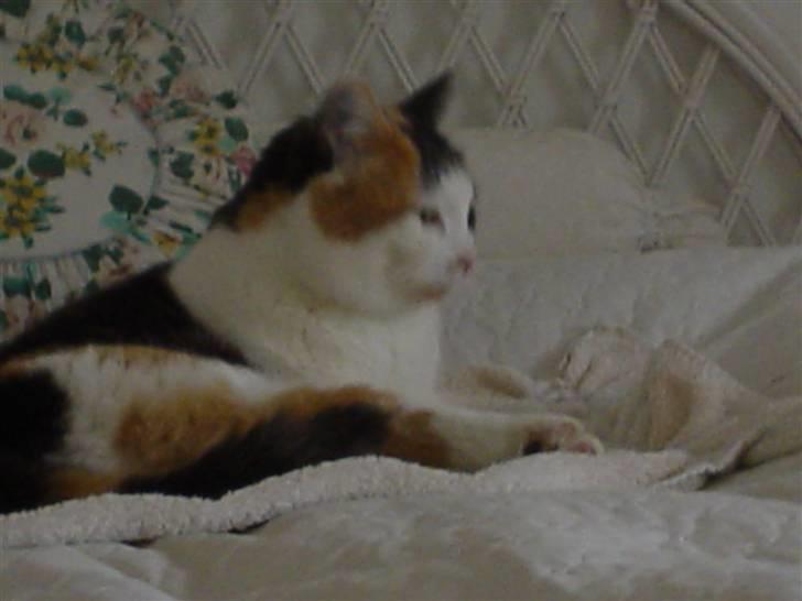 Blanding af racer Bella billede 11