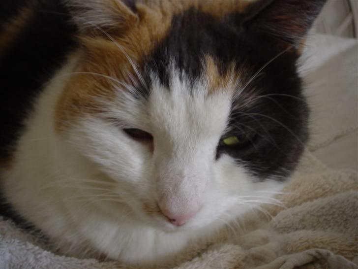 Blanding af racer Bella billede 12