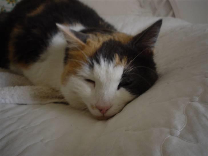 Blanding af racer Bella billede 13