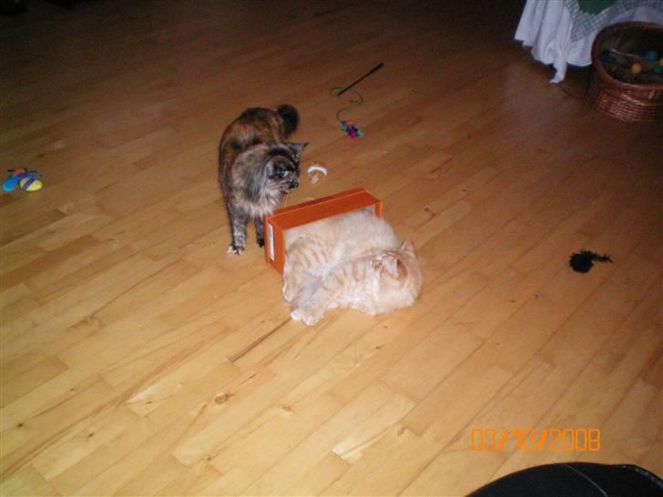 Blanding af racer Mozart-Far til 8. billede 19