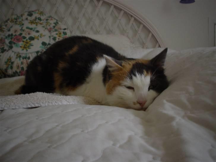 Blanding af racer Bella billede 14