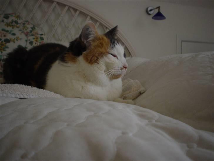 Blanding af racer Bella billede 15