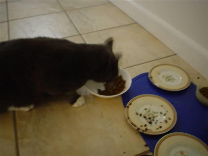 Blanding af racer Chipse billede 9