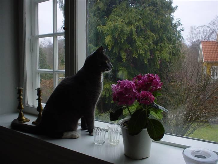 Blanding af racer Chipse billede 10