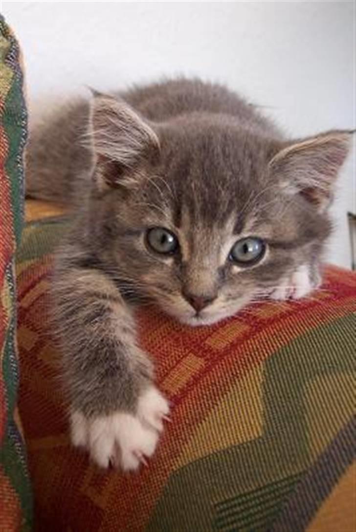 Huskat Bulli - Bulli som lille fræk killing billede 1