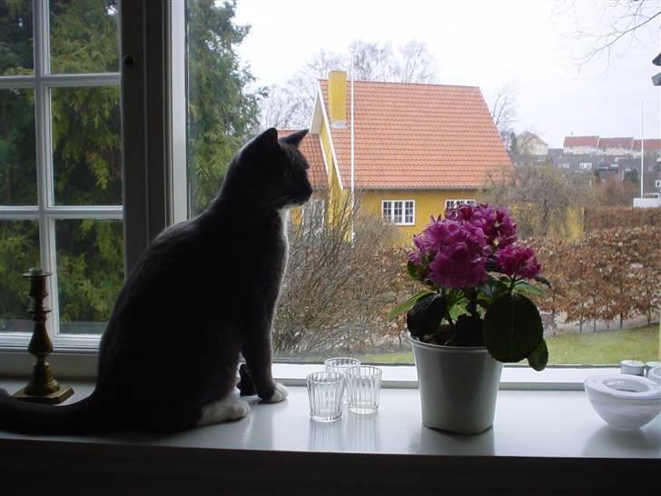 Blanding af racer Chipse billede 11