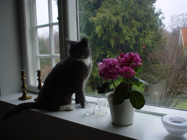 Blanding af racer Chipse billede 12