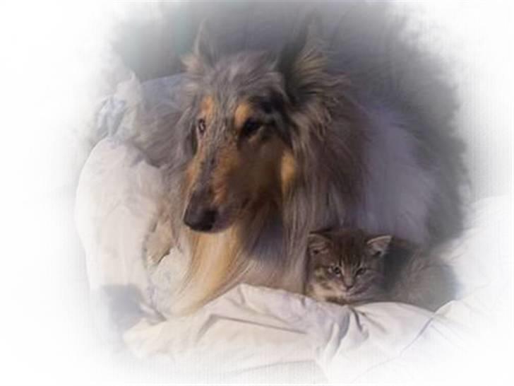 Huskat Bulli - Lille Bulli putter sig i Zappas pels billede 2