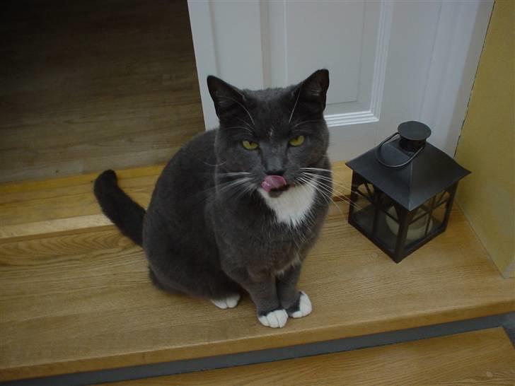 Blanding af racer Chipse billede 13