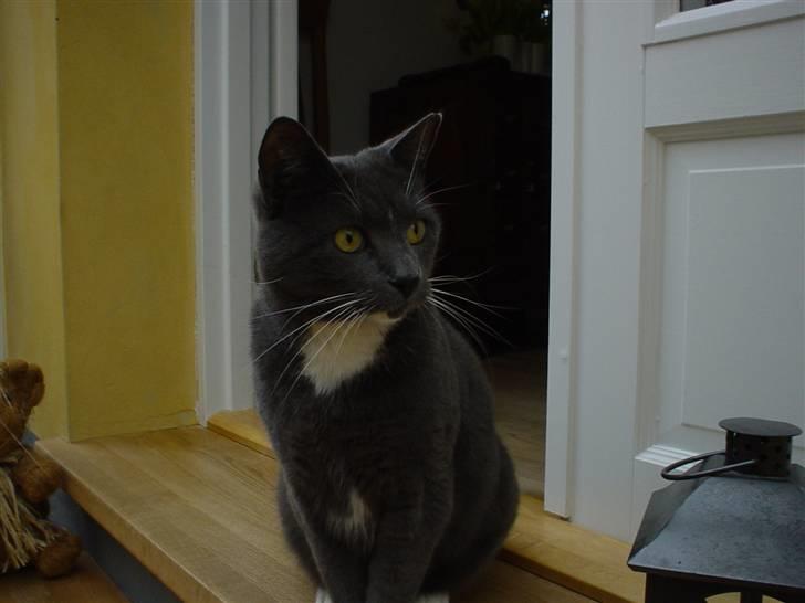 Blanding af racer Chipse billede 14