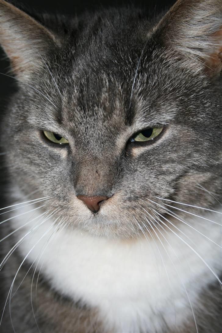 Huskat Bulli - Bulli i en afslappet stund billede 4