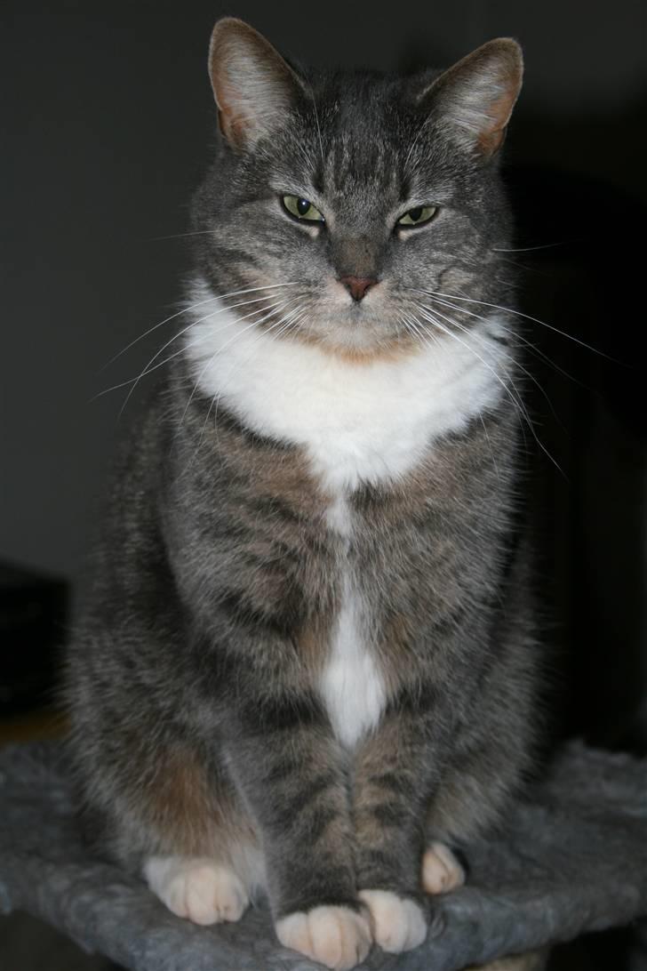 Huskat Bulli - Bulli poserer billede 5