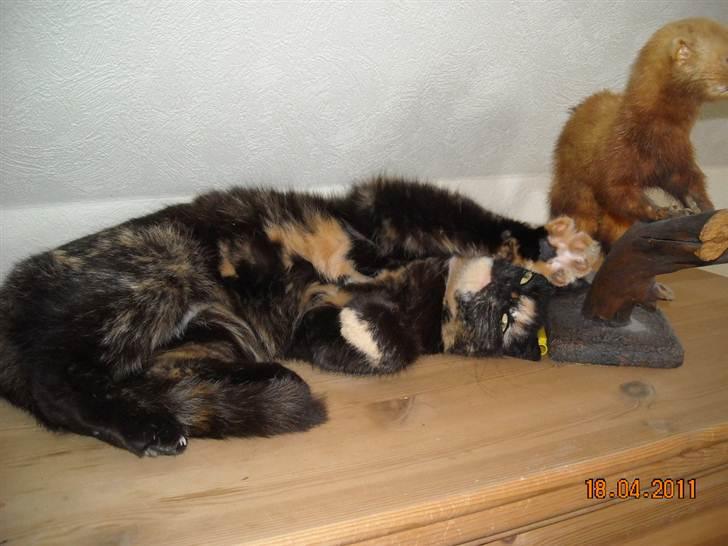 Huskat Bianca II billede 13