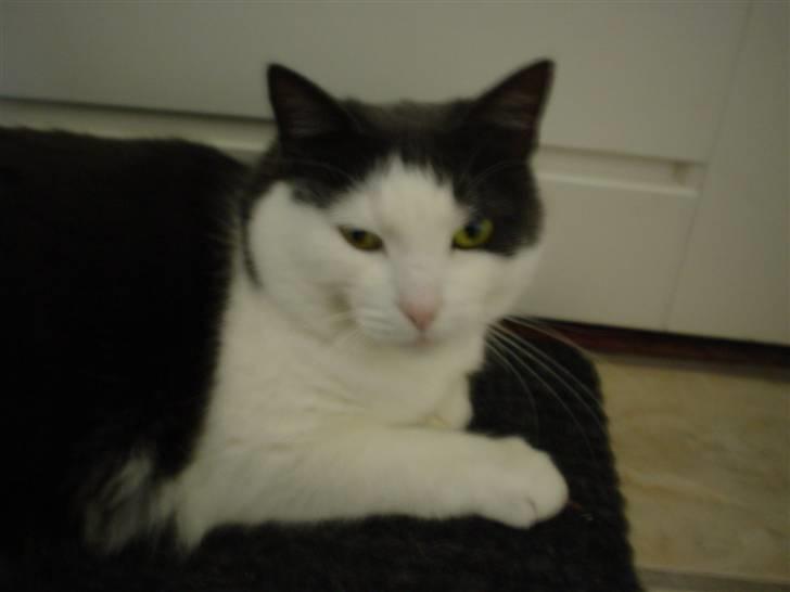 Blanding af racer Bianca billede 1