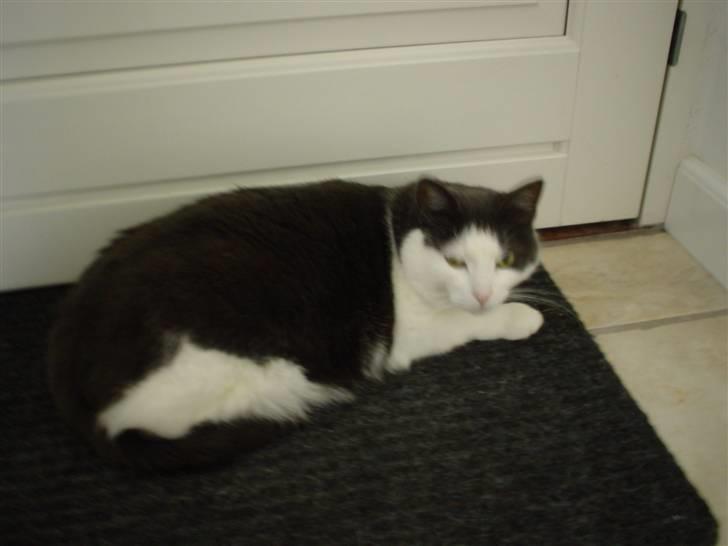 Blanding af racer Bianca billede 2