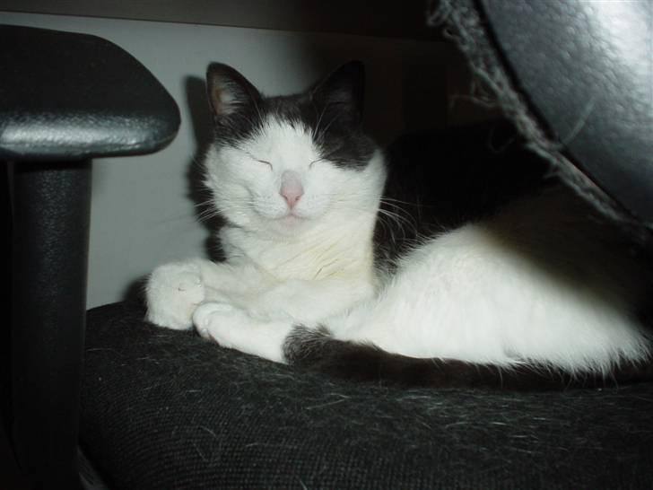 Blanding af racer Bianca billede 3