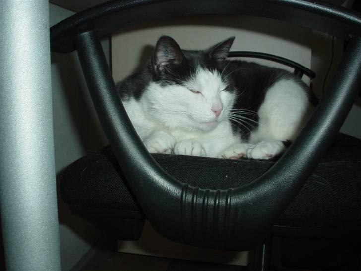 Blanding af racer Bianca billede 4