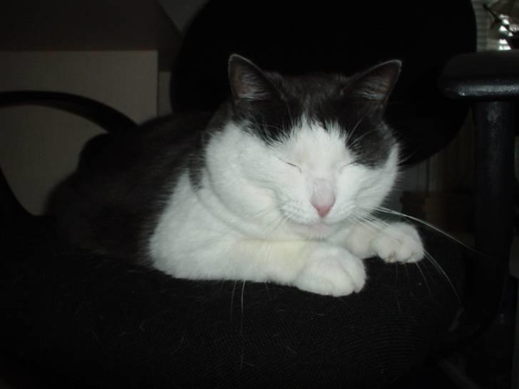 Blanding af racer Bianca billede 5