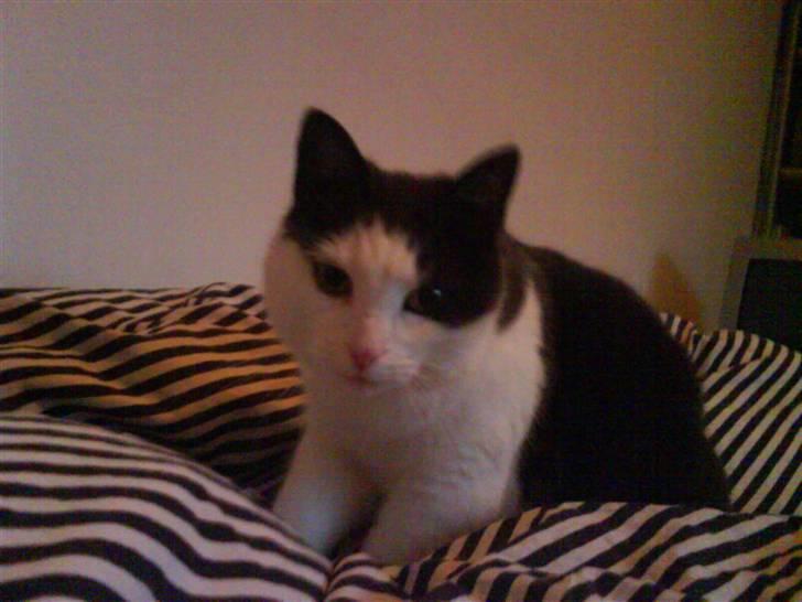 Blanding af racer Bianca billede 6