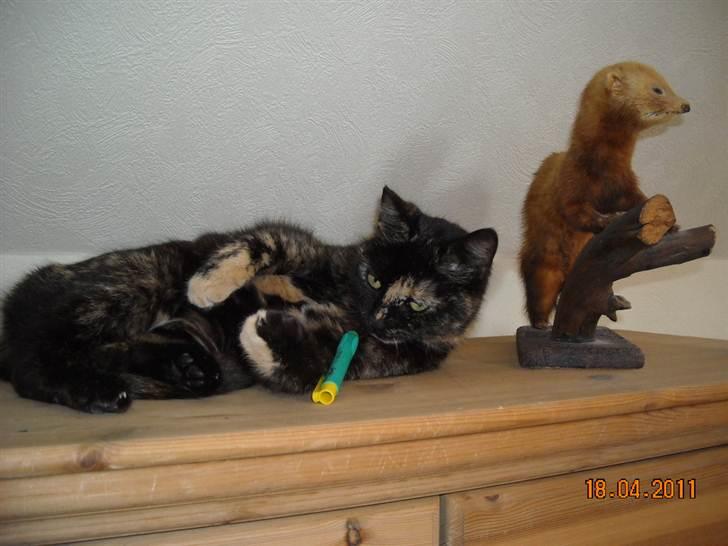 Huskat Bianca II billede 14