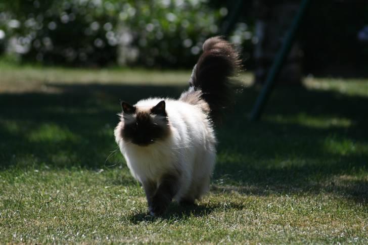 Hellig Birma Vincent billede 3