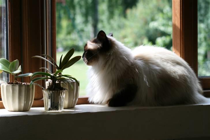 Hellig Birma Vincent billede 4