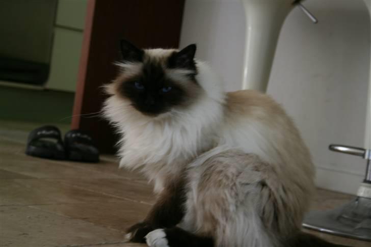 Hellig Birma Vincent billede 5